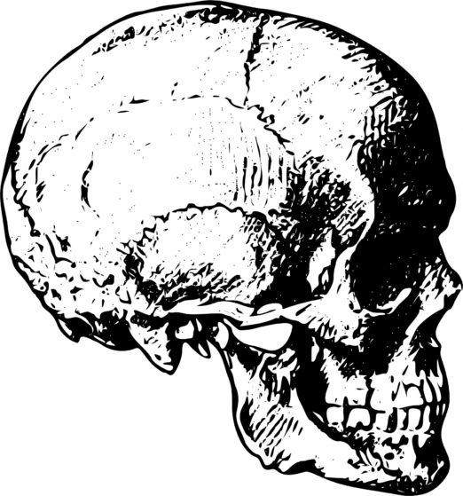 Photo of human skull art